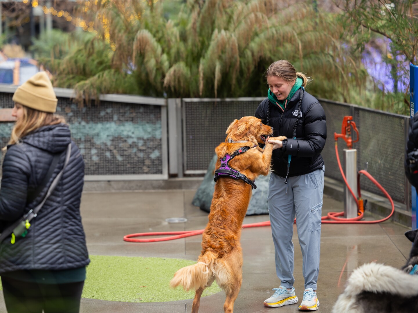 Dog Park Attendees