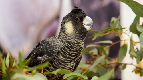 carnabys-black-cockatoos.png