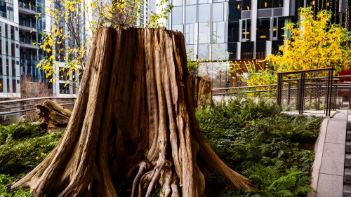 A 500-year-old tree stump