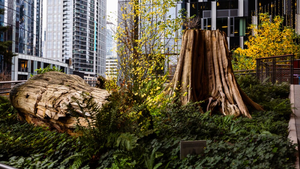 Two large 500-year-old tree stumps sit atop greenery