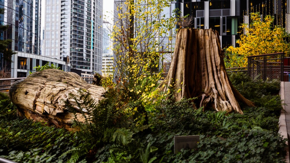 Two large 500-year-old tree stumps sit atop greenery 