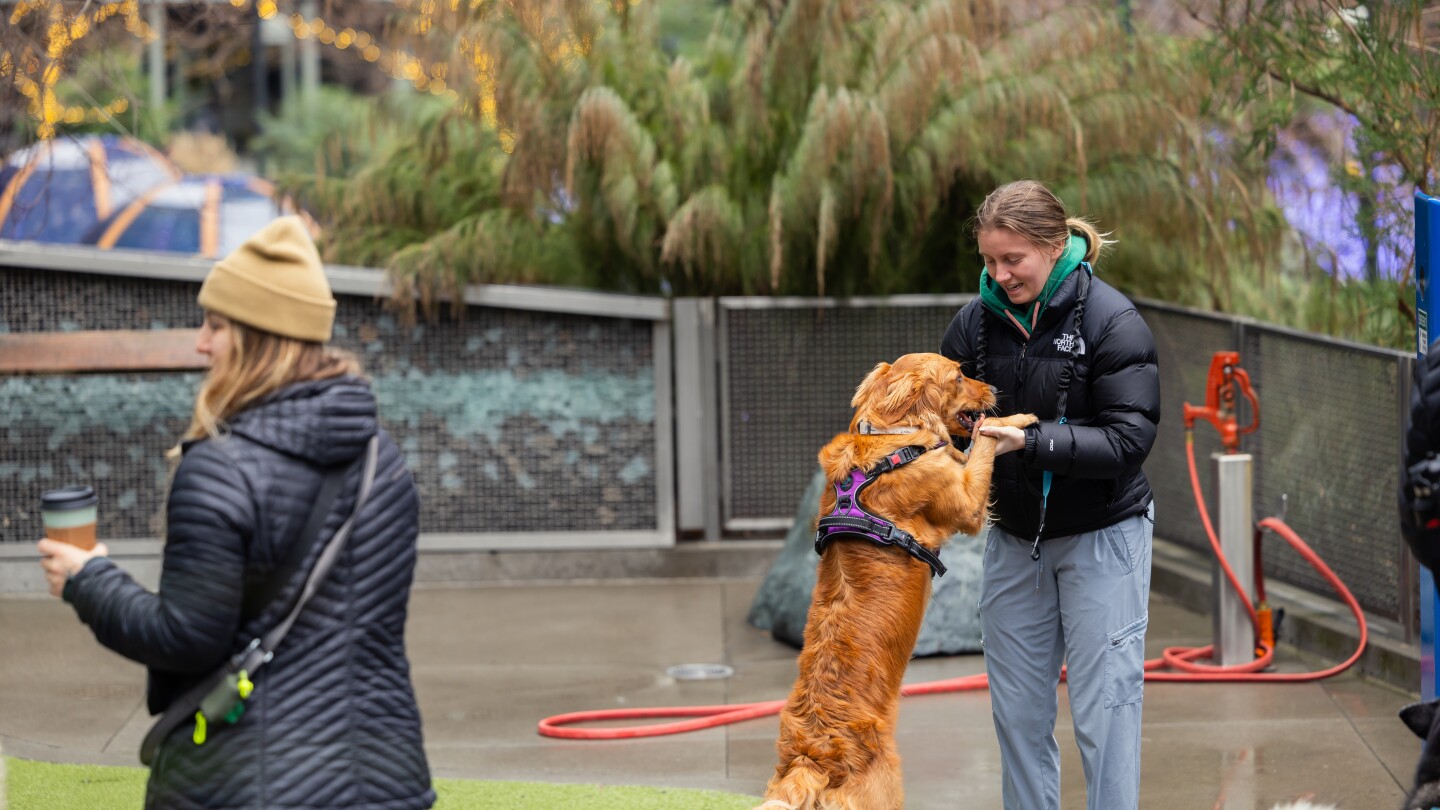 The Dog Park - Amazon Puget Sound Headquarters Tour