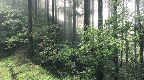 chiba-forest-main.jpg