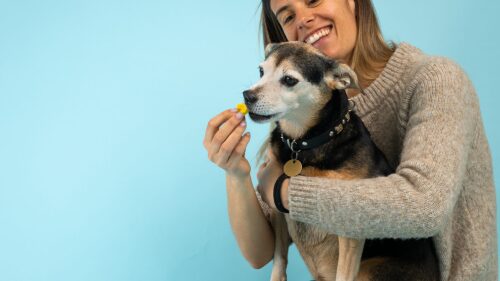 f-0-17-22601540-r242zhug-founder-hygee-dog-asa.jpg