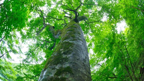 adobestock-445195517.jpeg